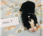 Small Photo #7 Bernese Mountain Dog Puppy For Sale in ATKINSON, NE, USA