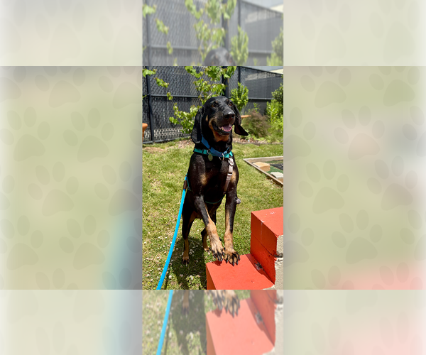Medium Photo #2 Mutt Puppy For Sale in Weaverville, NC, USA