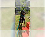 Small #1 Mutt