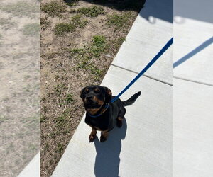 Rottweiler Dogs for adoption in Tarboro, NC, USA