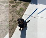 26-369 Murphy - Male Rottweiler Dog for Adoption - Small photo