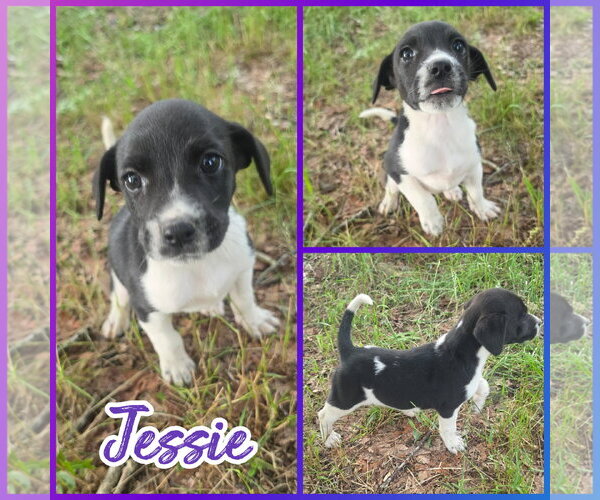 Medium Photo #1 Labbe Puppy For Sale in Blacksburg, SC, USA