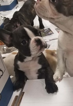 Medium Photo #1 French Bulldog Puppy For Sale in ROCHESTER, MI, USA
