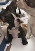 Small Photo #1 French Bulldog Puppy For Sale in ROCHESTER, MI, USA