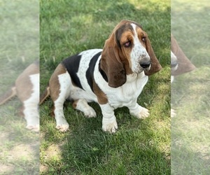 Mother of the Basset Hound puppies born on 02/17/2024