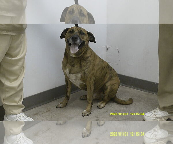 Medium Photo #3  Puppy For Sale in , 