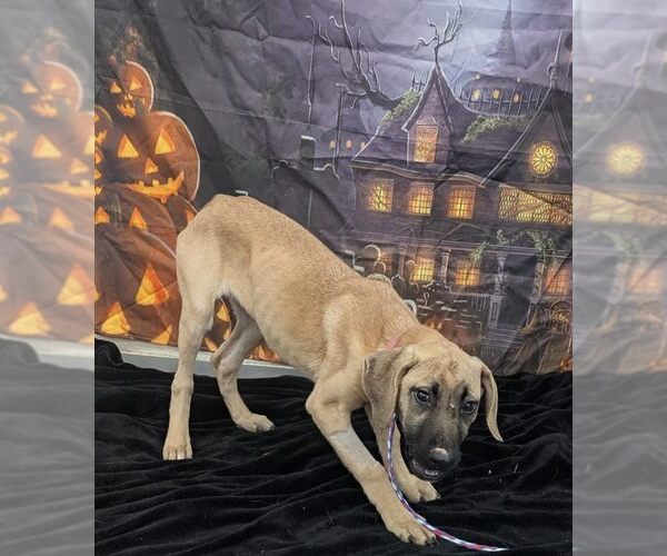 Medium Photo #2 American Pit Bull Terrier-Unknown Mix Puppy For Sale in Evansville, IN, USA