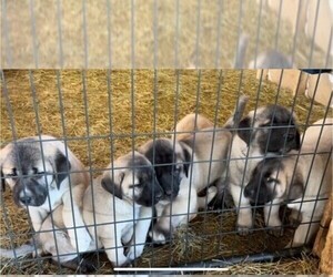 Kangal Dog Puppy for sale in THURMONT, MD, USA