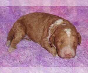 Miniature Labradoodle Puppy for sale in LA HABRA, CA, USA