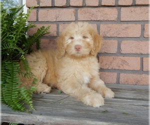 Labradoodle Puppy for sale in MILLERSBURG, OH, USA