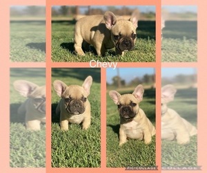 French Bulldog Puppy for sale in GERBER, CA, USA