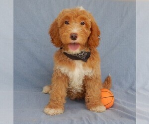 Aussiedoodle Miniature  Puppy for sale in MILLERSBURG, OH, USA
