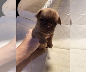 Brussels Griffon Puppy for Sale in CHICAGO, Illinois USA