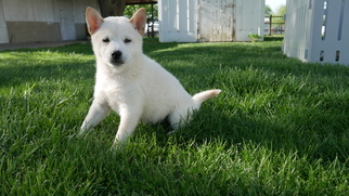 Shiba Inu Puppy for sale in KENSINGTON, OH, USA