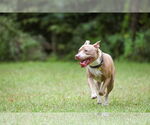 Small #3 Mutt