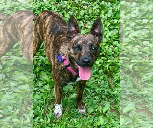 Medium Photo #2 Chihuahua-Feist Terrier Mix Puppy For Sale in Cookeville, TN, USA