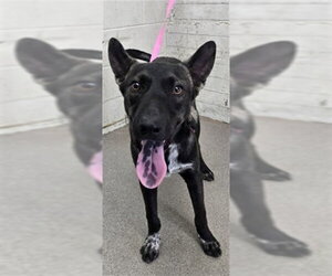 German Shepherd Dog-Unknown Mix Dogs for adoption in San Bernardino, CA, USA
