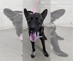 JORGE - Male German Shepherd Dog-Unknown Mix Dog for Adoption - Small photo
