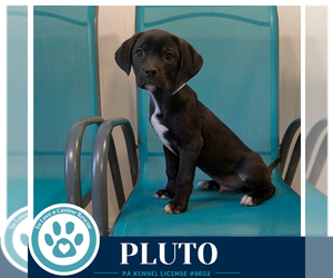 Labrador Retriever-Unknown Mix Dogs for adoption in Kimberton, PA, USA