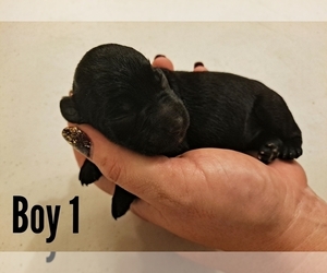 Schnauzer (Miniature) Puppy for sale in LAKEVILLE, OH, USA