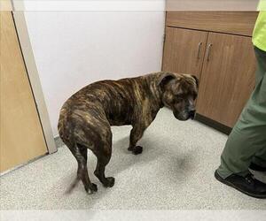 American Pit Bull Terrier Dogs for adoption in Fort Collins, CO, USA