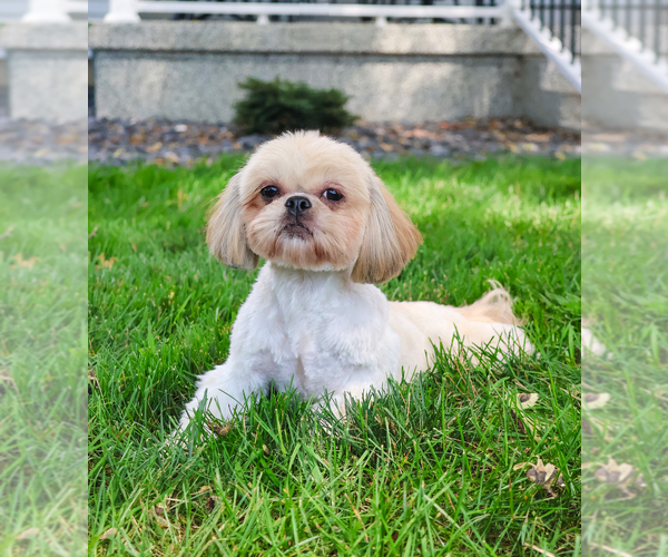 Medium Photo #1 Shih Tzu Puppy For Sale in SYRACUSE, IN, USA