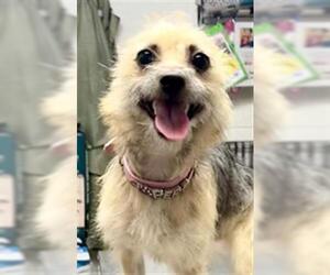 Mutt Dogs for adoption in Woodland, CA, USA