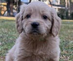 Puppy Mr Green English Cream Golden Retriever-Poodle (Toy) Mix