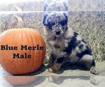 Small Photo #33 Australian Shepherd Puppy For Sale in CLARKSVILLE, TX, USA