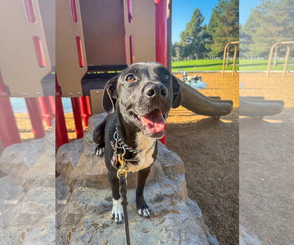 Medium Photo #8 Labrador Retriever-Unknown Mix Puppy For Sale in San Diego, CA, USA
