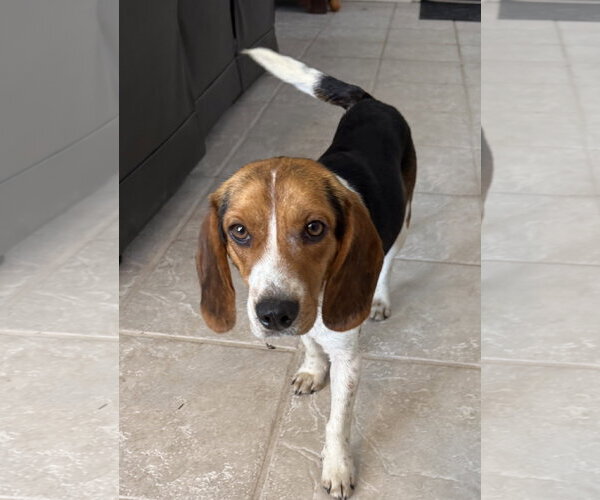 Medium Photo #3 Beagle Puppy For Sale in Dunnellon, FL, USA