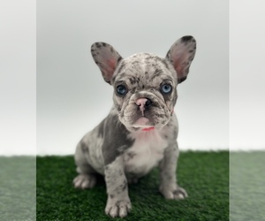 French Bulldog Puppy for sale in WEATHERFORD, TX, USA