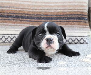 Bulldog Puppy for sale in SHILOH, OH, USA