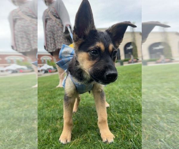 Medium Photo #3 German Shepherd Dog-Unknown Mix Puppy For Sale in Germantown, OH, USA