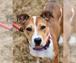 Small #9 Jack Russell Terrier Mix