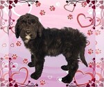 Small Photo #38 Bernedoodle Puppy For Sale in BLACK FOREST, CO, USA