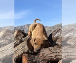 Small Photo #69 Rhodesian Ridgeback Puppy For Sale in MORONGO VALLEY, CA, USA