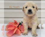Small Photo #5 Golden Retriever Puppy For Sale in MILFORD, MI, USA