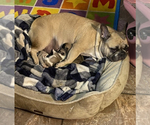 Small Photo #1 French Bulldog Puppy For Sale in KENNER, LA, USA