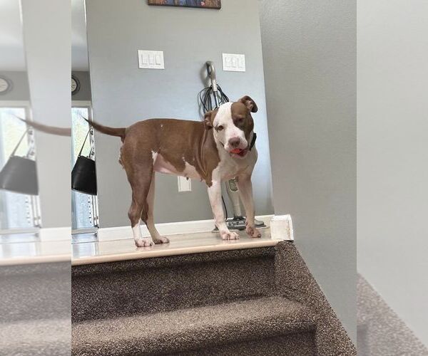 Medium Photo #17 American Pit Bull Terrier-Unknown Mix Puppy For Sale in Oakhurst, NJ, USA