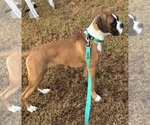 Small Photo #1 Boxer Puppy For Sale in CHESTERFIELD, VA, USA
