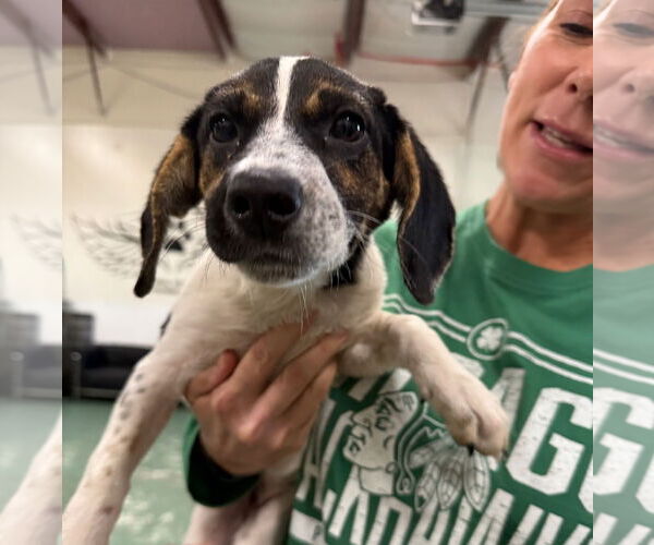 Medium Photo #2 Labbe Puppy For Sale in GILBERTS, IL, USA