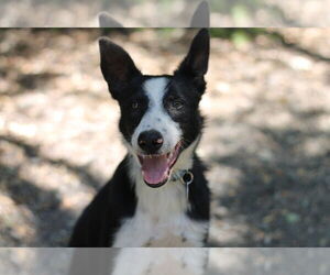 Border Collie-Unknown Mix Dogs for adoption in Paso Robles, CA, USA