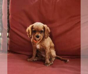 Cavapoo Puppy for sale in KINZERS, PA, USA