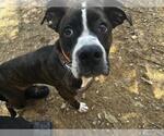 Small Boxer Mix