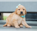 Small #4 Golden Retriever