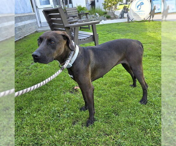 Medium Photo #1 Labmaraner Puppy For Sale in Long Beach, CA, USA