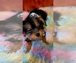 Small Photo #54 Yorkshire Terrier Puppy For Sale in AKRON, OH, USA