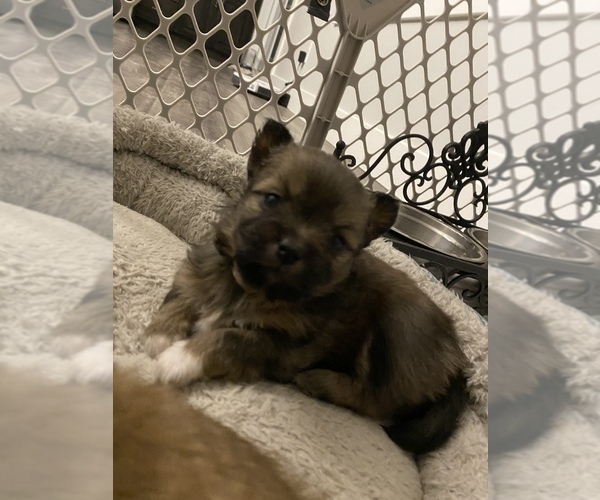 Medium Photo #12 Shiranian Puppy For Sale in FARR WEST, UT, USA
