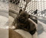 Small Photo #12 Shiranian Puppy For Sale in FARR WEST, UT, USA